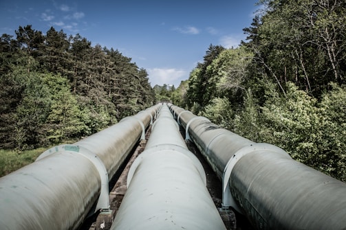 a train traveling through a forest filled with lots of trees