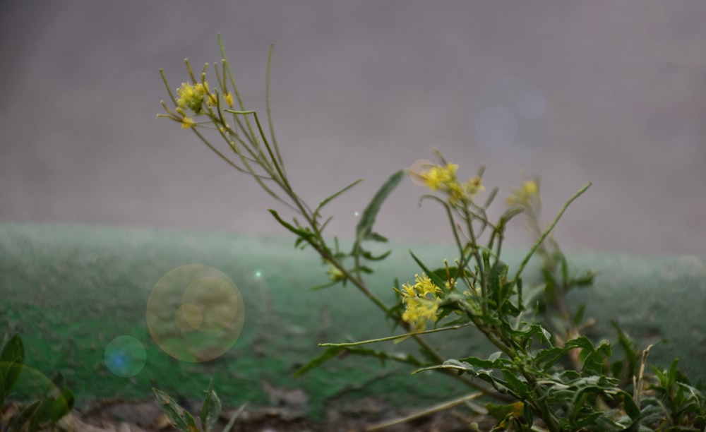 a close up of a plant with yellow flowers