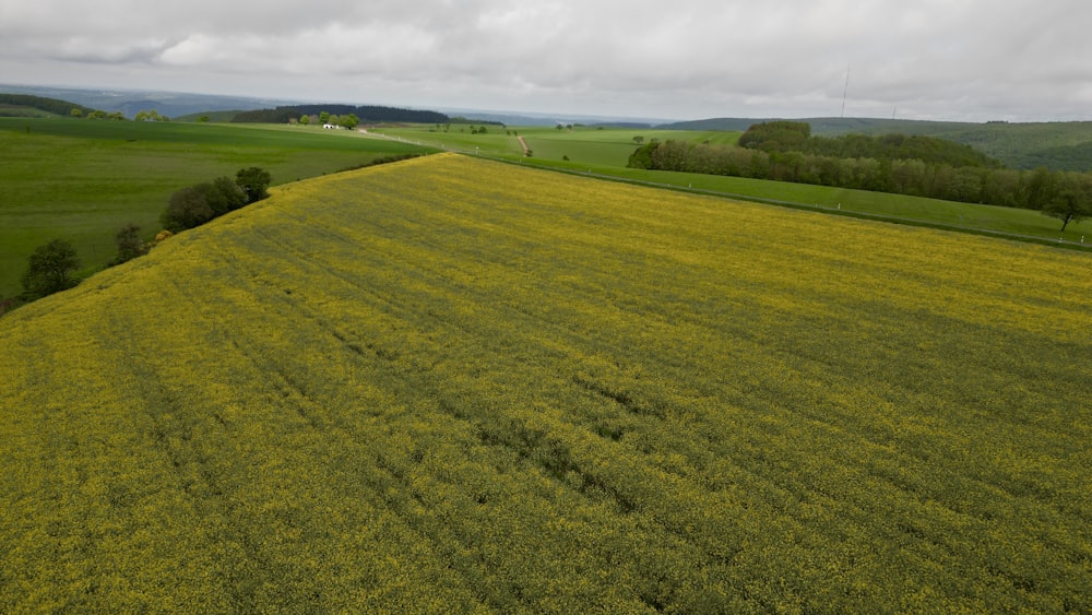an aerial view of a field of yellow flowers