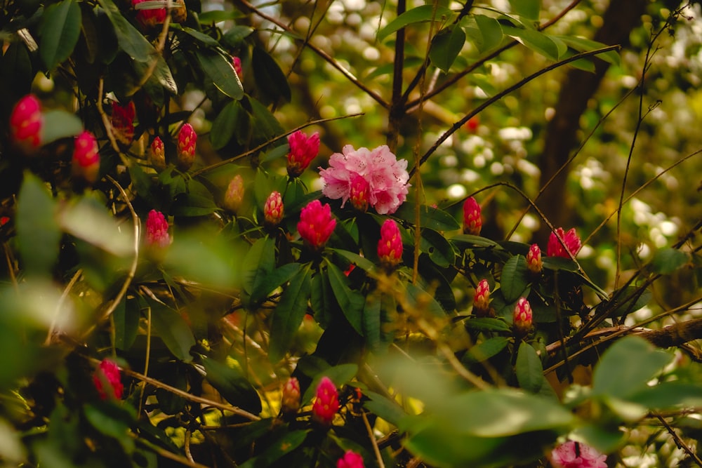 a bush with pink flowers and green leaves