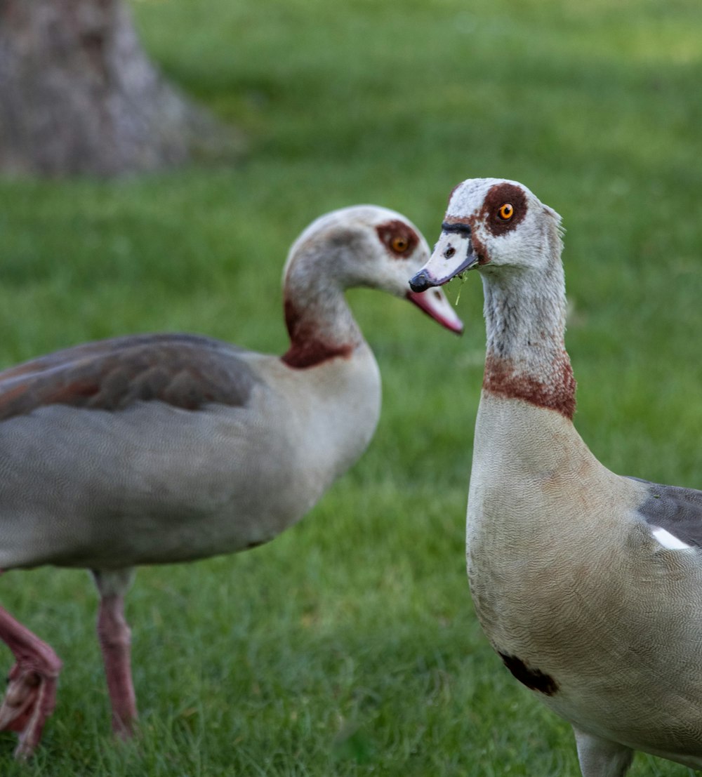 a couple of birds standing on top of a lush green field