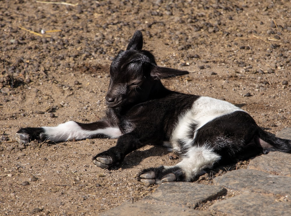 a black and white dog laying on the ground