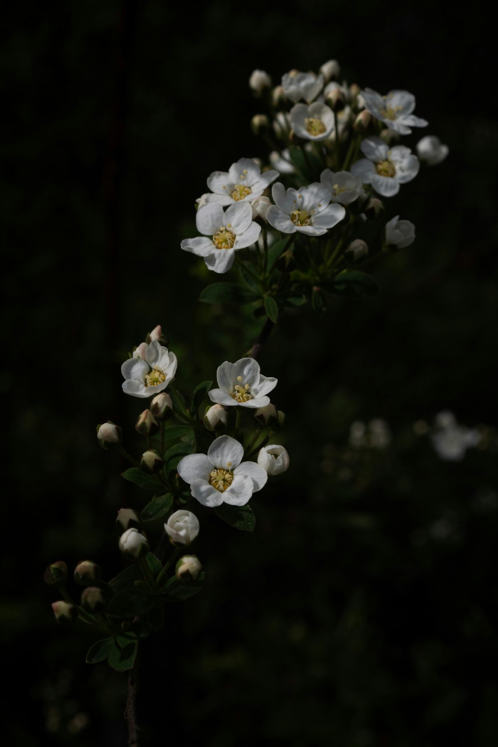 緑の葉を持つ白い花の束