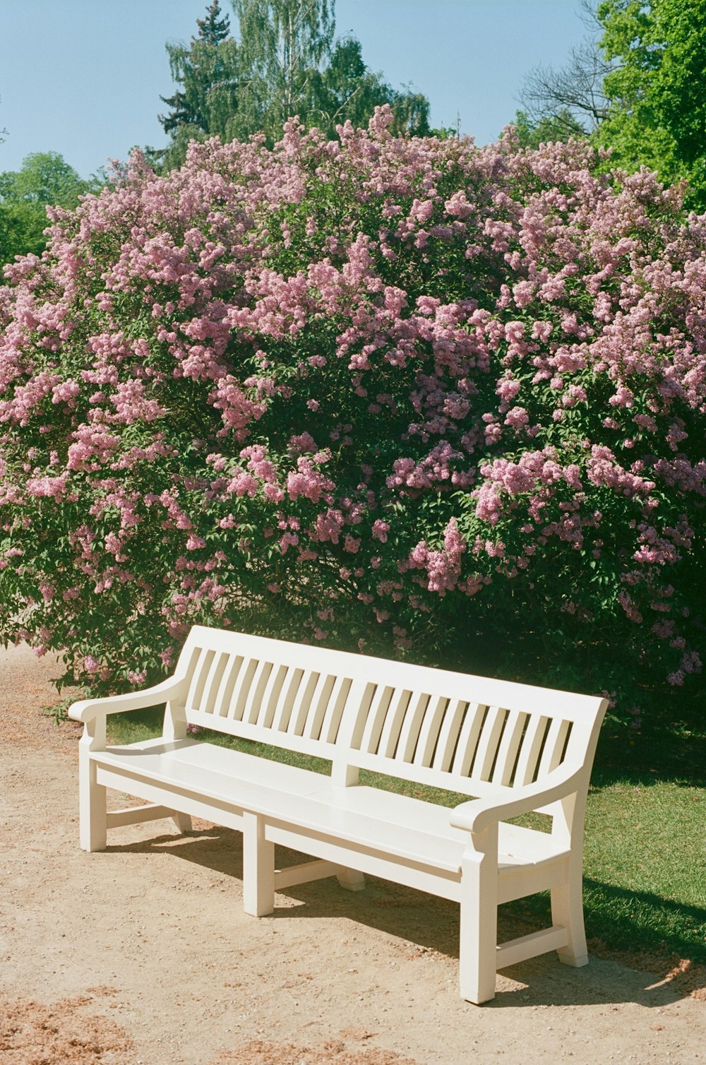 a white bench sitting in front of a bush of purple flowers