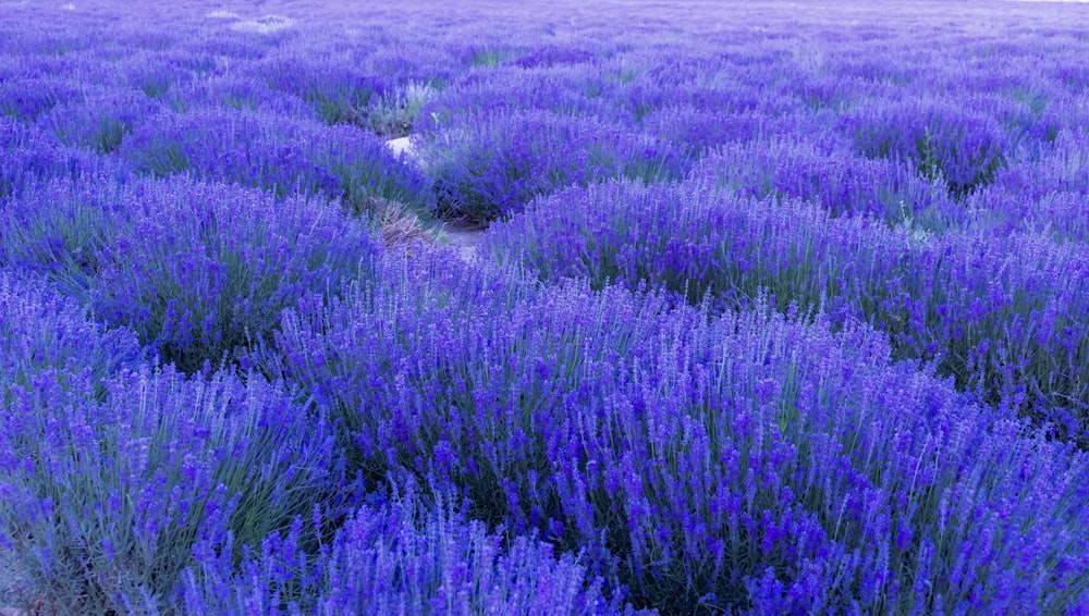 a field full of purple flowers with a dirt path in the middle