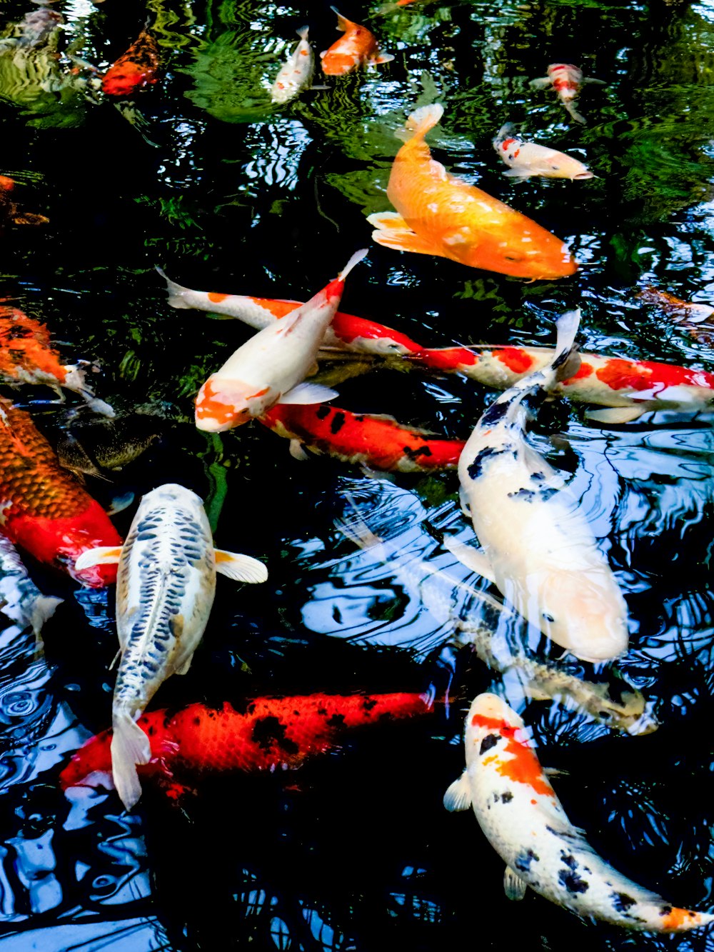 a group of fish swimming in a pond