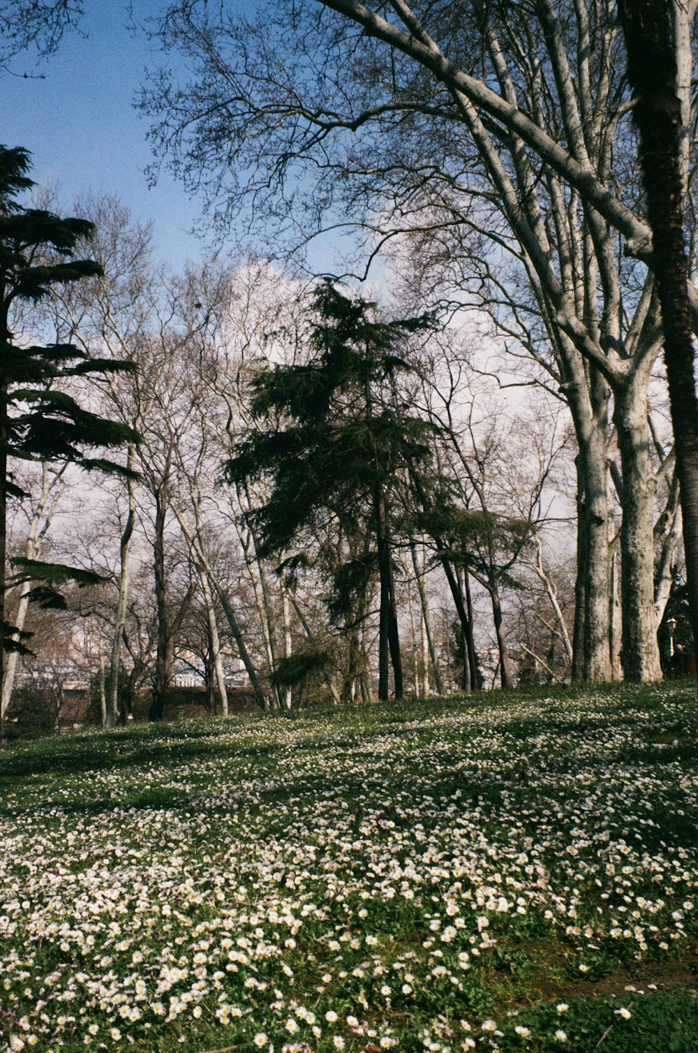 a field with white flowers and trees in the background