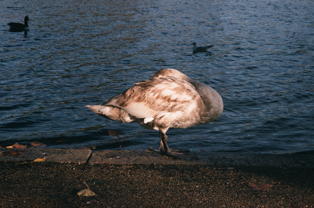a bird standing on the edge of a body of water