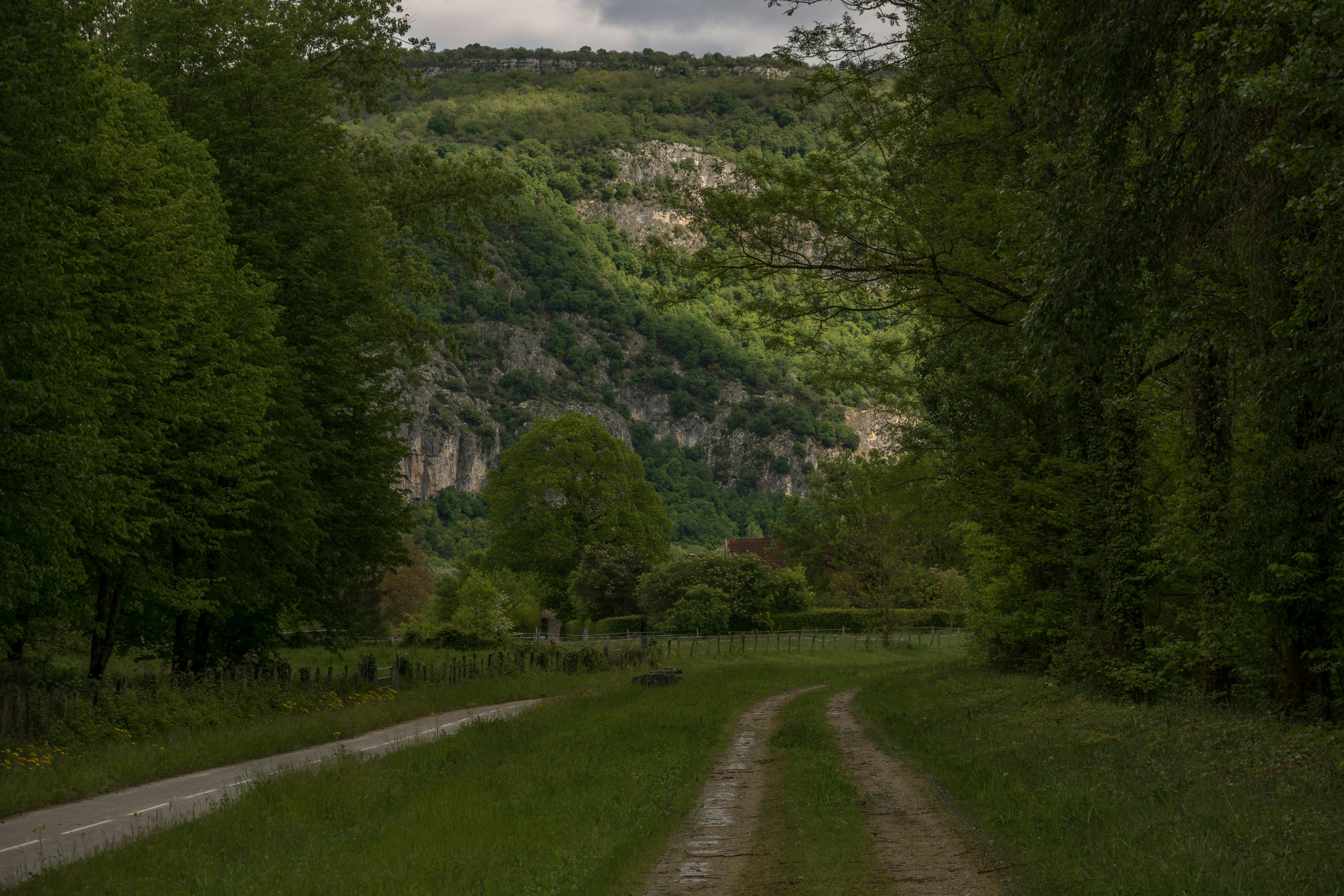 a dirt road in the middle of a forest