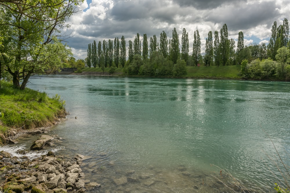 a river running through a lush green forest