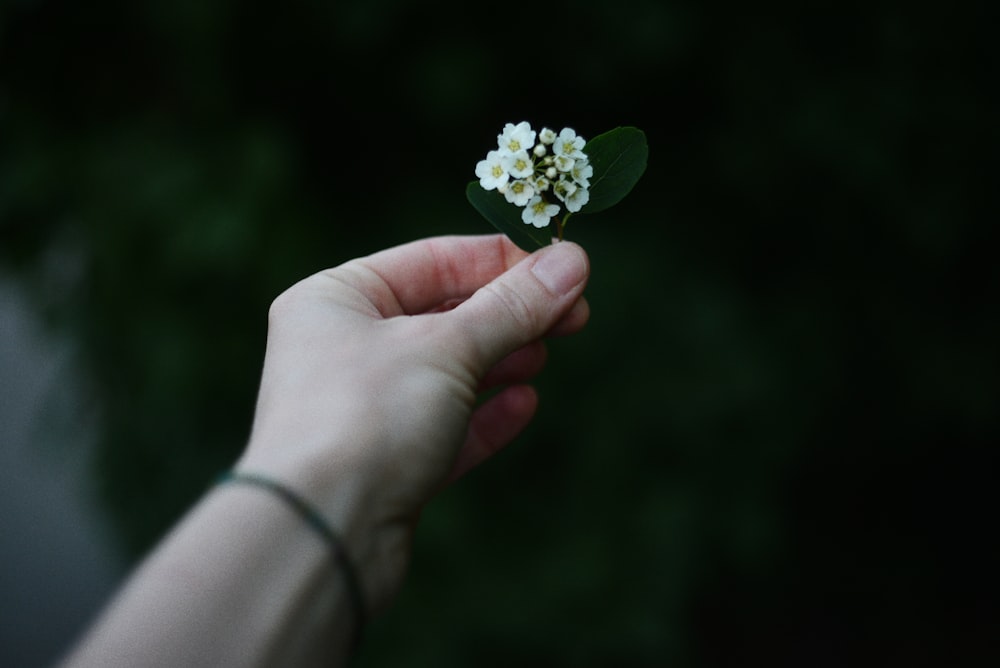 a person holding a small white flower in their hand