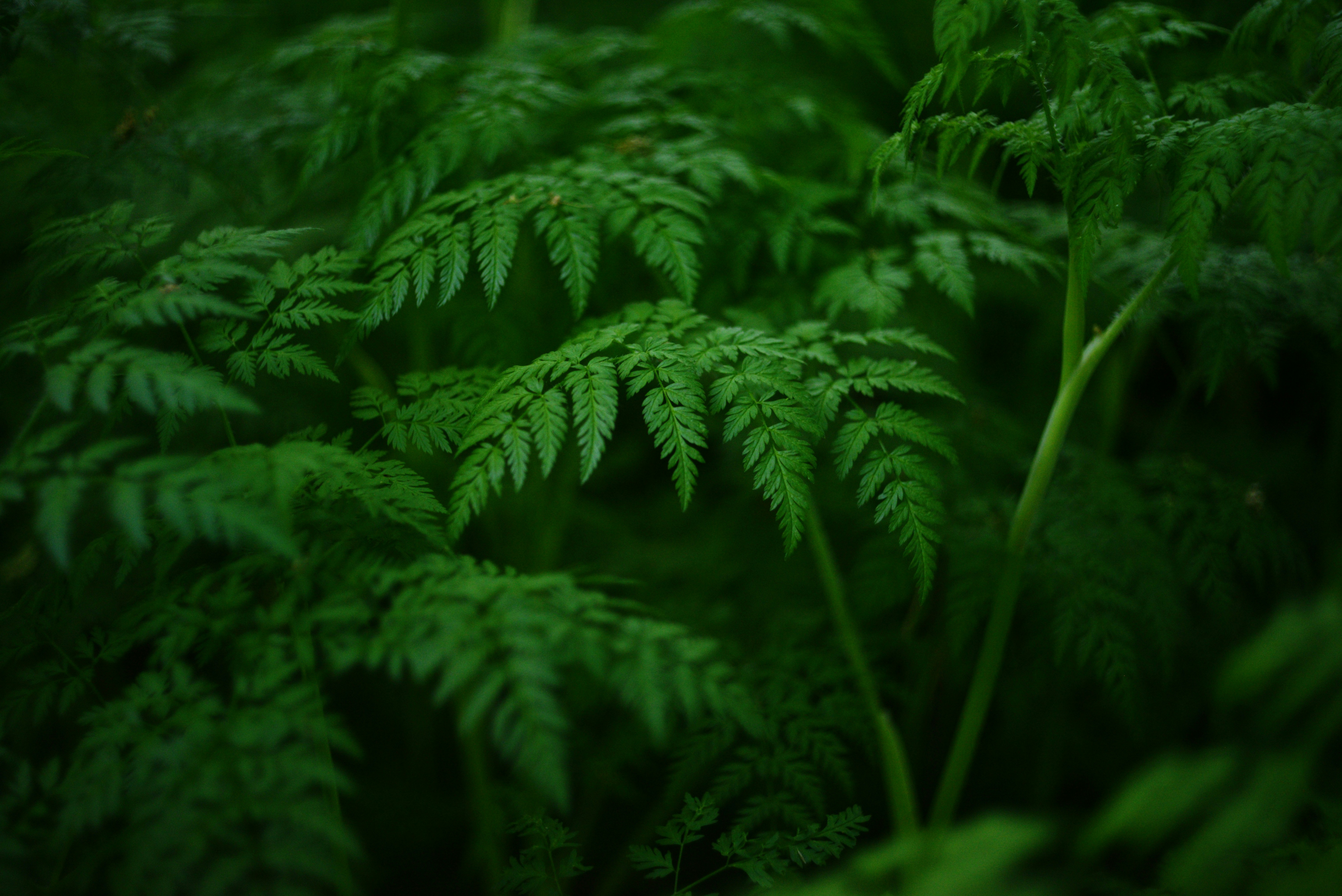 Photo by cherstve_pechivo