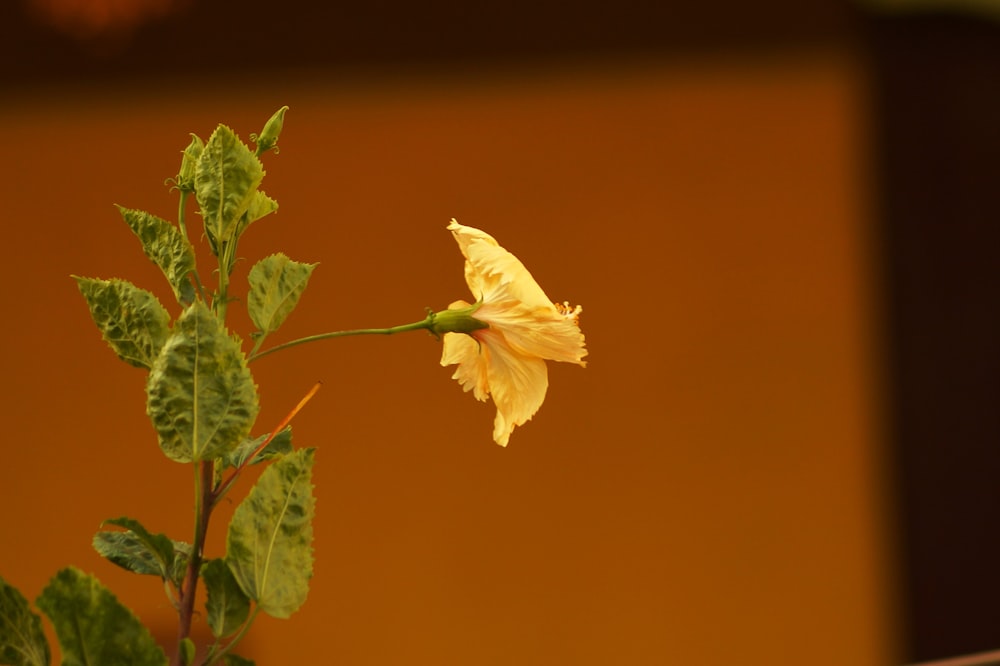 a yellow flower with green leaves in front of a brown wall