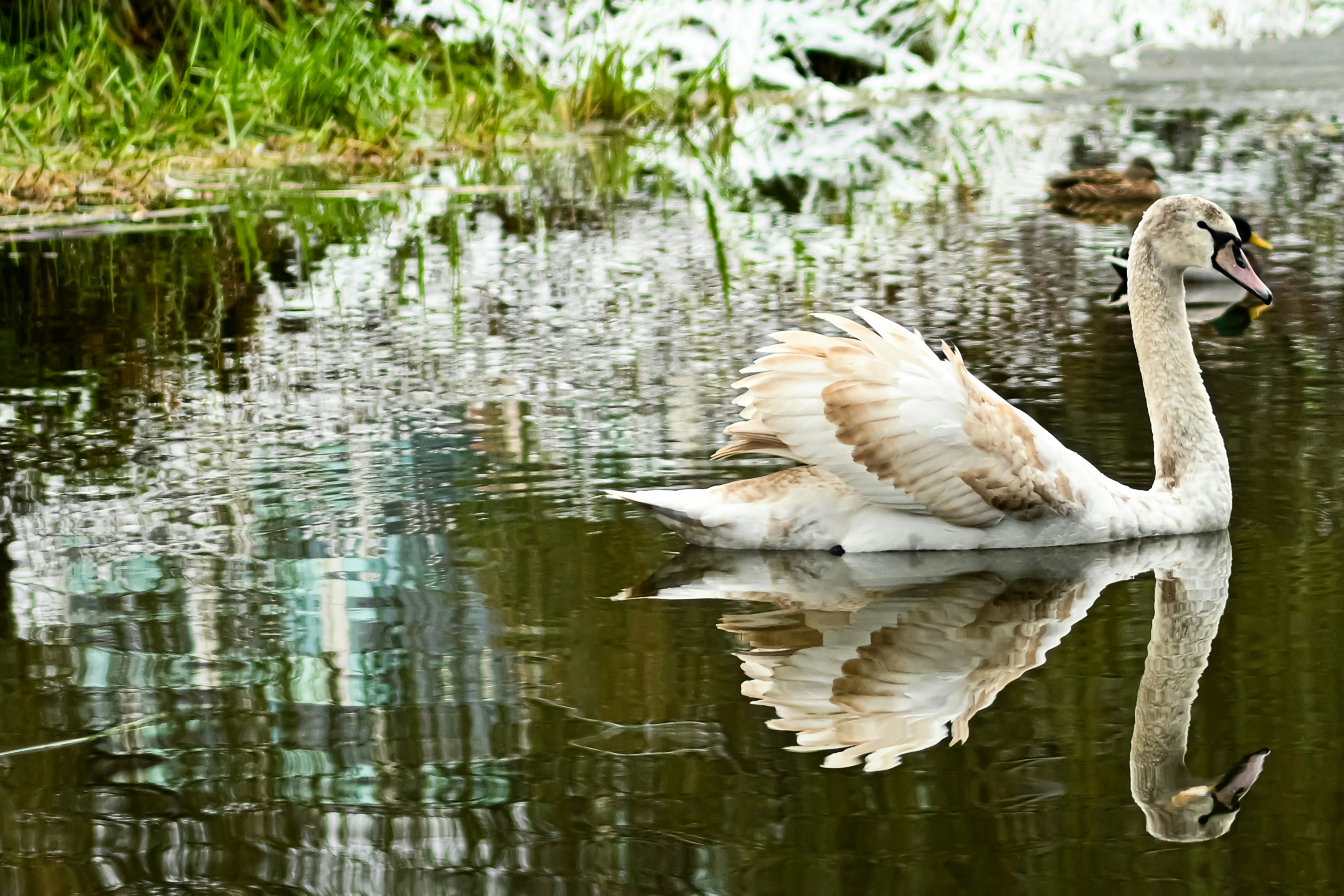 a swan is swimming in the water with its wings spread