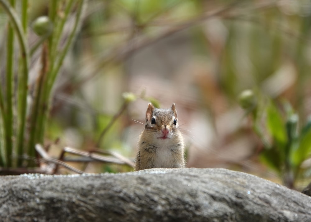 a small rodent sitting on top of a rock