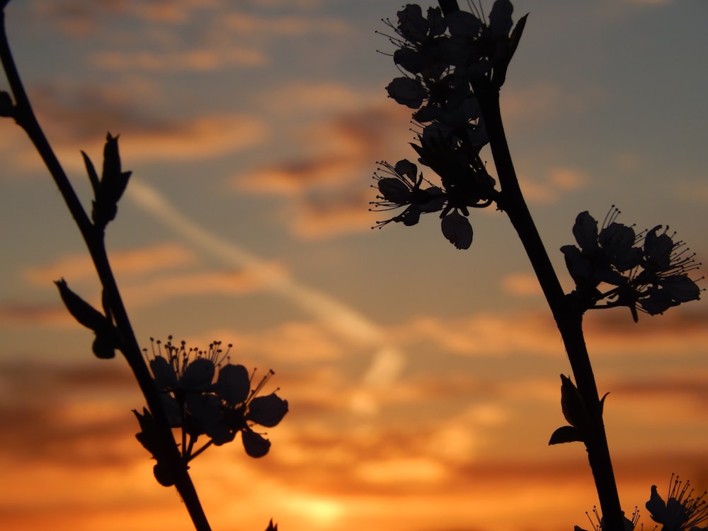the sun is setting behind the silhouette of a plant