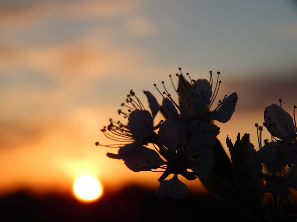 a close up of a flower with the sun in the background