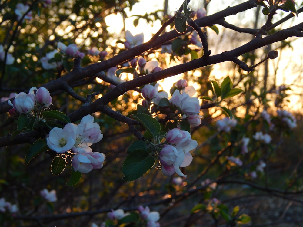 a branch of a tree with white and pink flowers