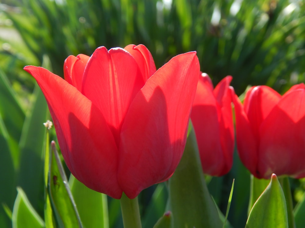 a group of red tulips with green leaves in the background