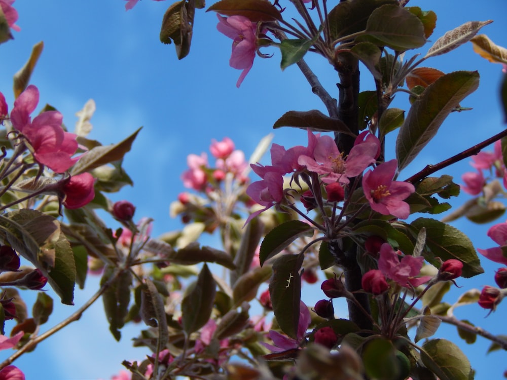 pink flowers are blooming on the branches of a tree