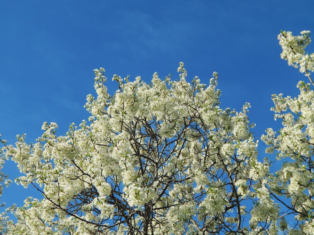 a tree with white flowers against a blue sky