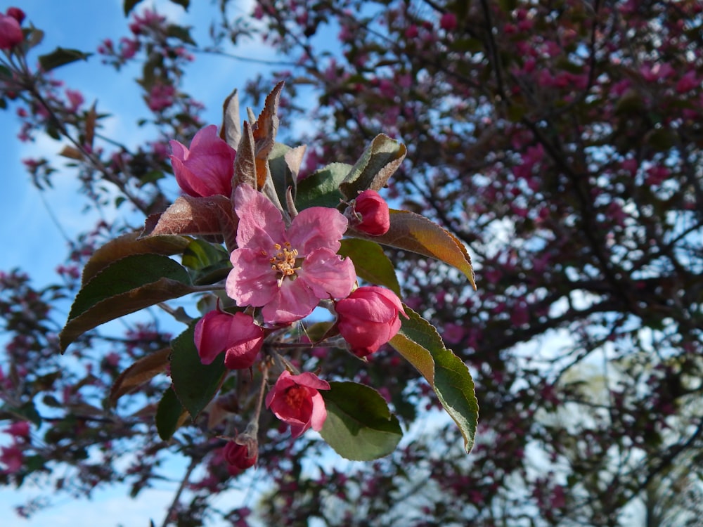 a pink flower on a tree with a blue sky in the background