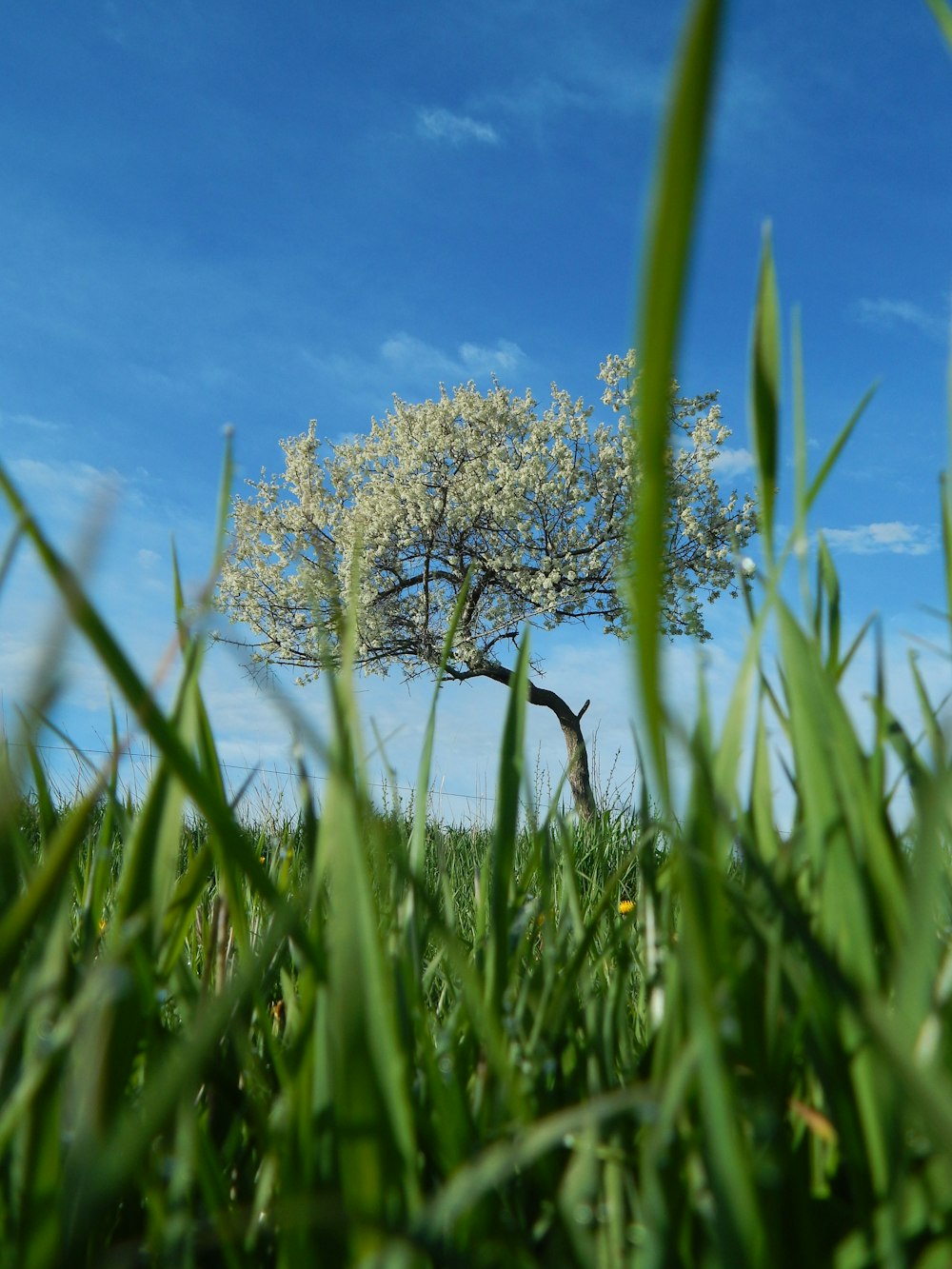 a lone tree in the middle of a grassy field