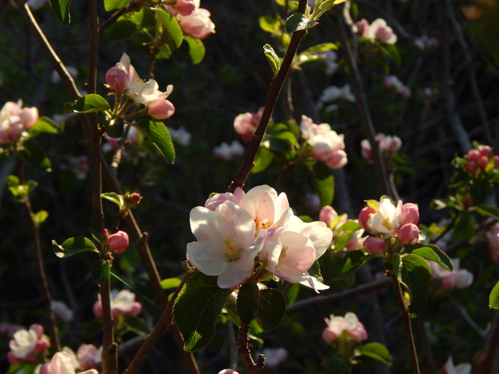 a bunch of flowers that are on a tree