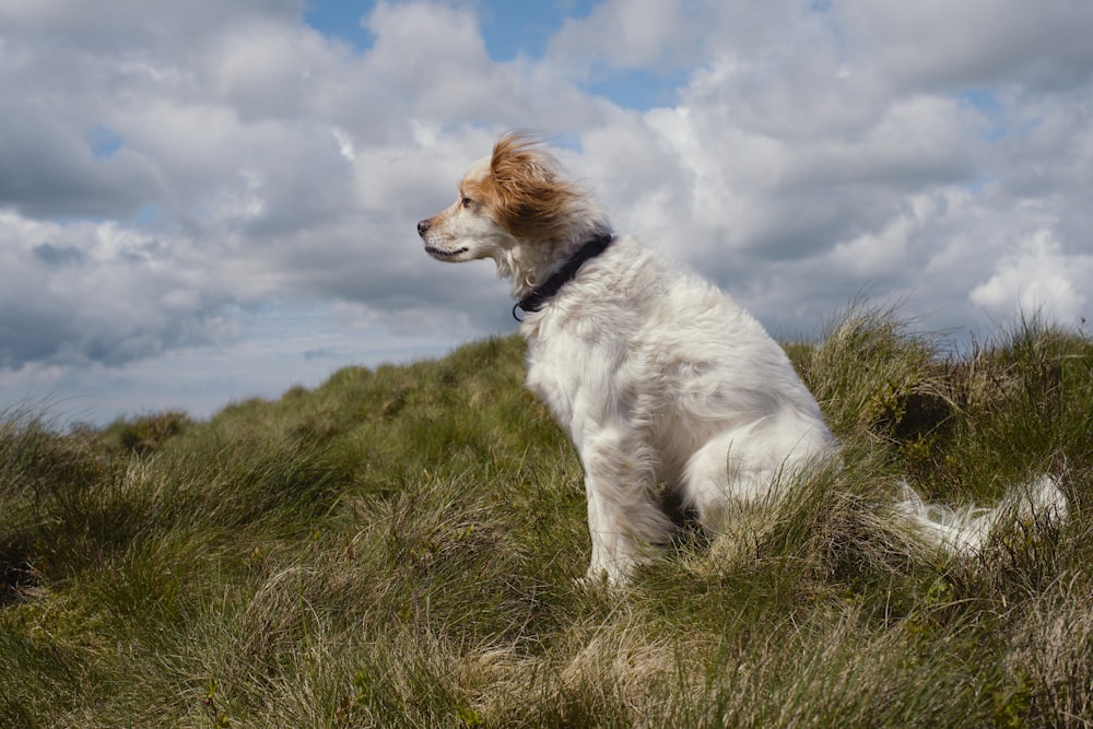 a white and brown dog sitting on top of a grass covered hill