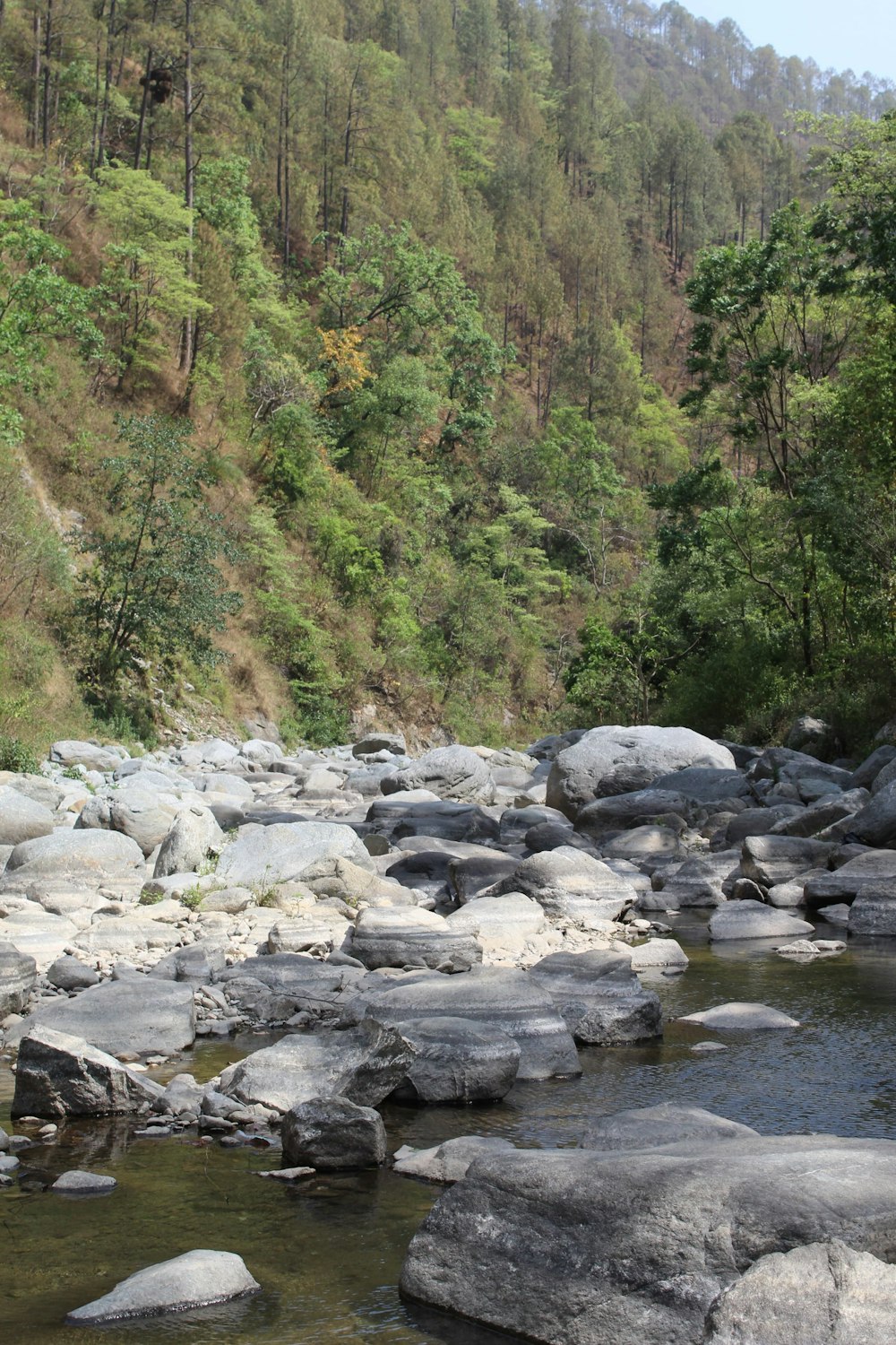 a stream running through a lush green forest