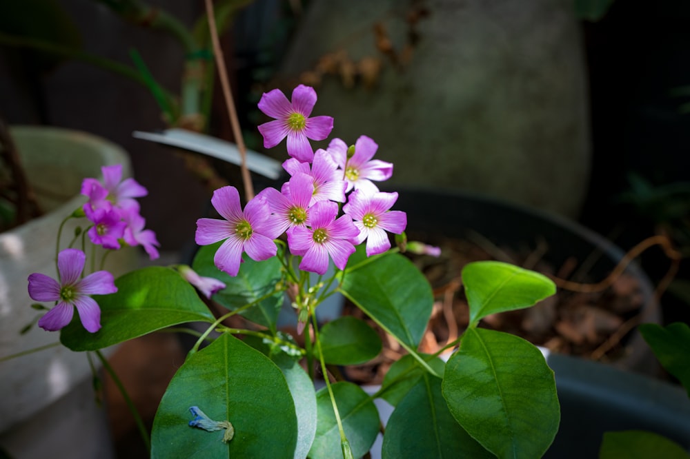 a potted plant with purple flowers and green leaves