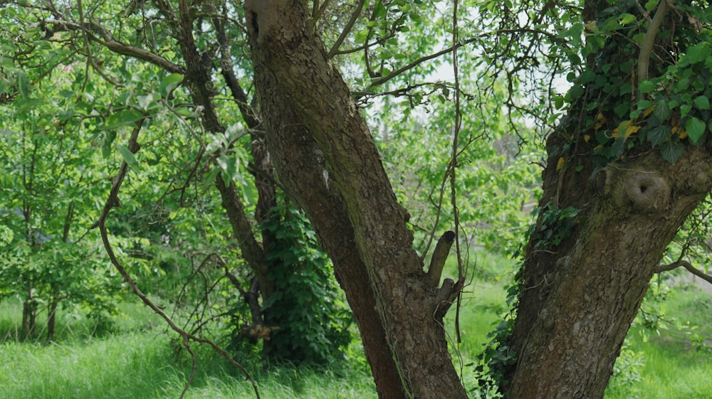 a giraffe standing next to a tree in a lush green field