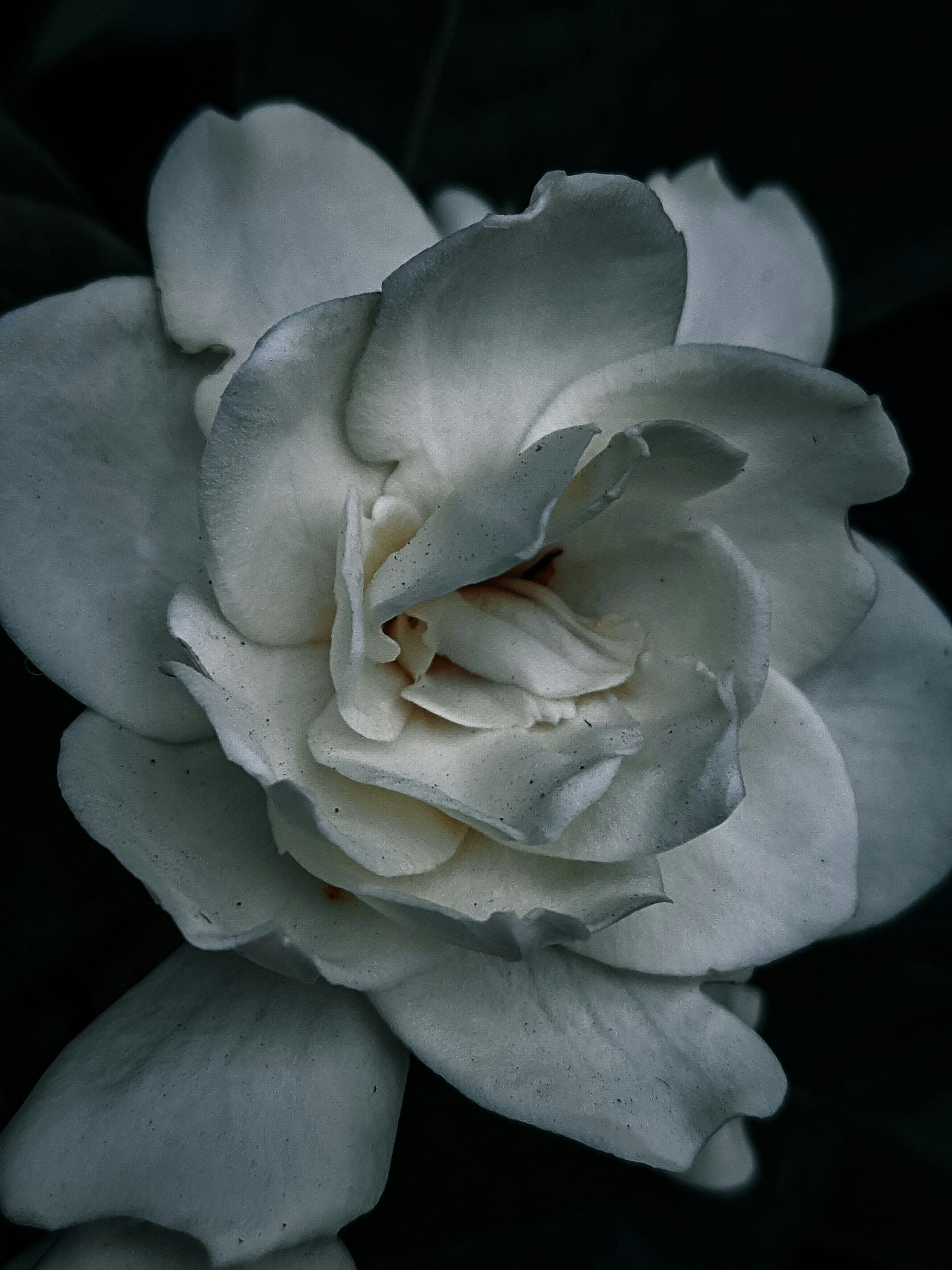 Photo by dhritishman