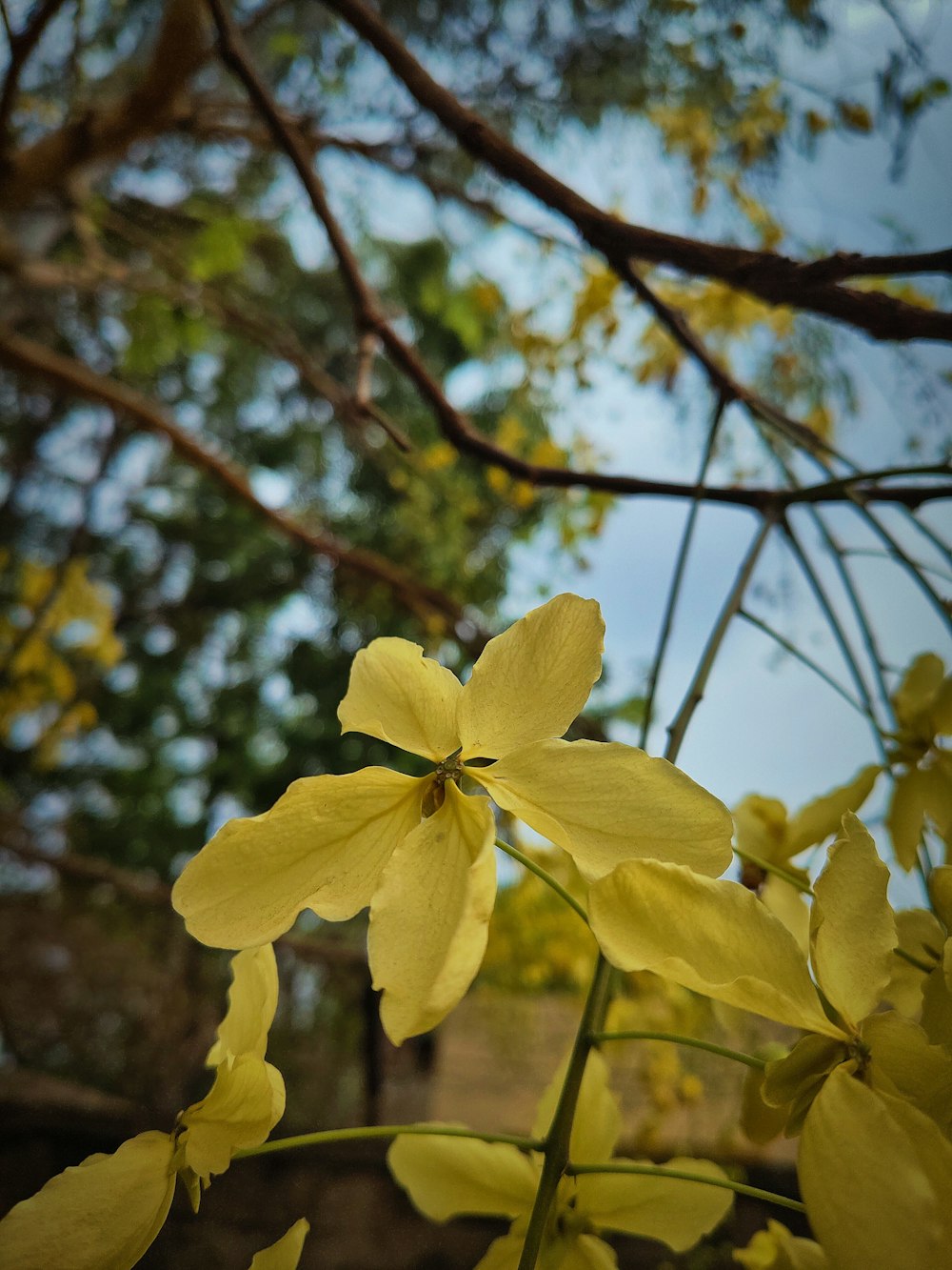 a close up of a yellow flower on a tree