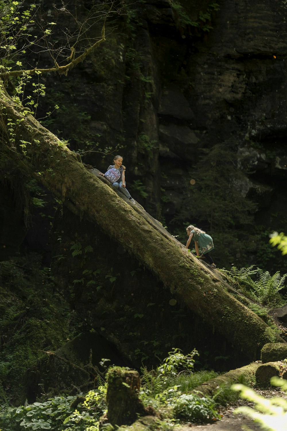 eine Person, die auf einem umgestürzten Baum in einem Wald sitzt