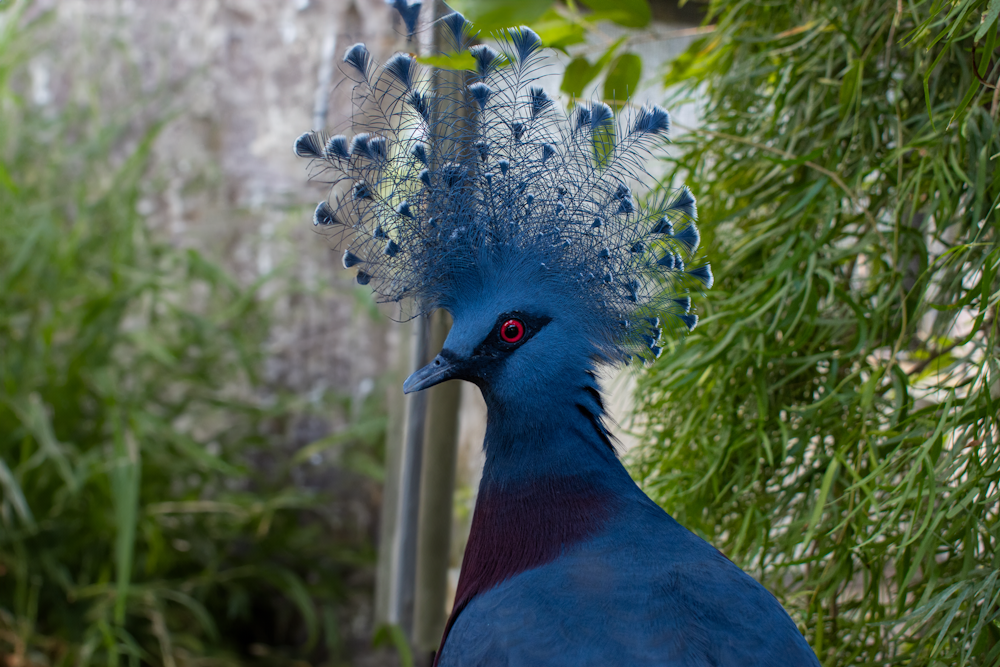 a blue bird with feathers on it's head