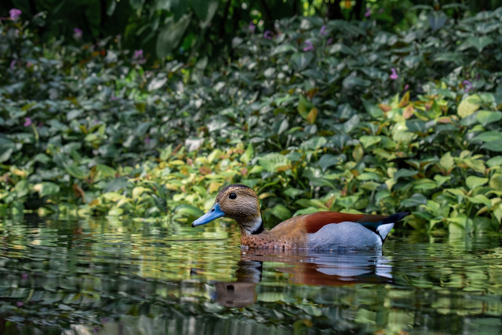 a duck floating on top of a body of water