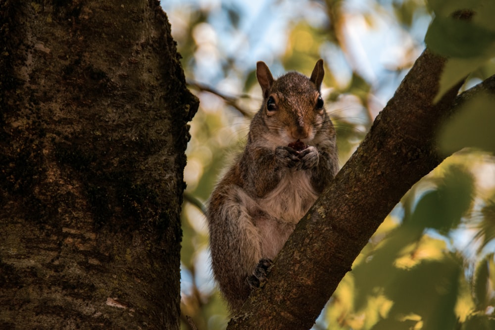 a squirrel is sitting on a tree branch