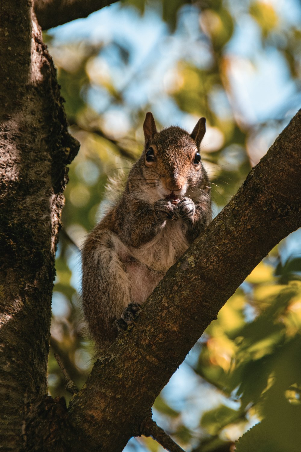 a squirrel is sitting on a tree branch