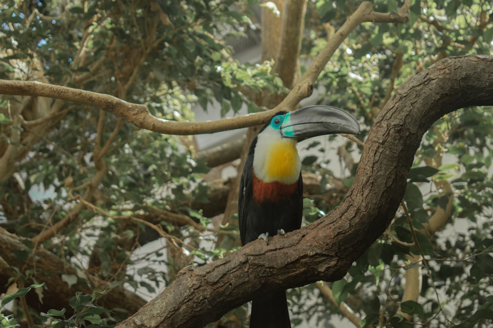 a colorful bird perched on a tree branch