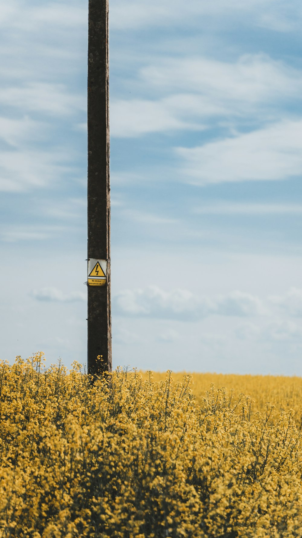 a pole in the middle of a field of yellow flowers
