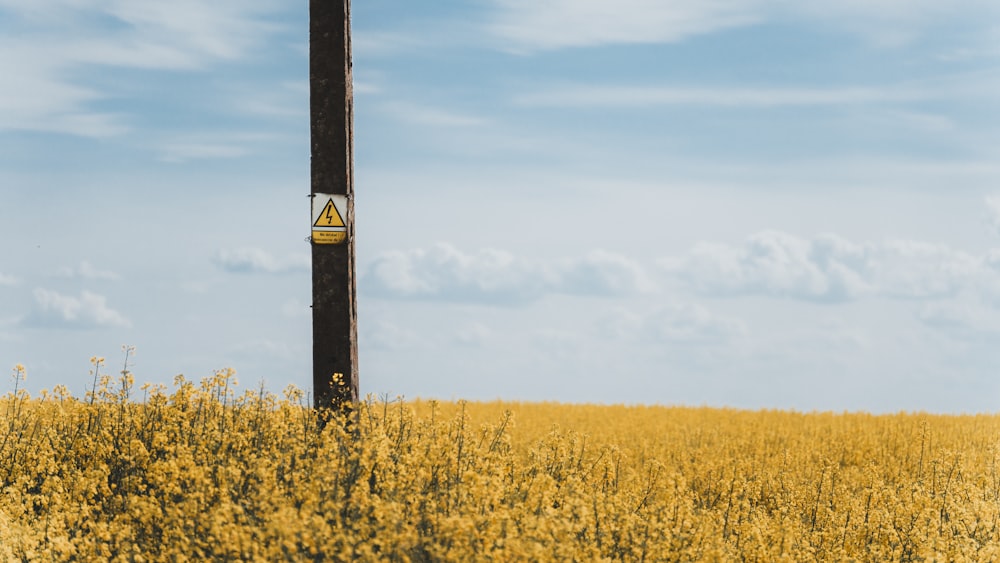 a pole in a field of yellow flowers