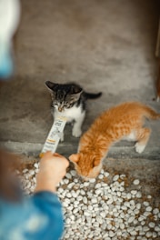 a couple of cats standing next to each other