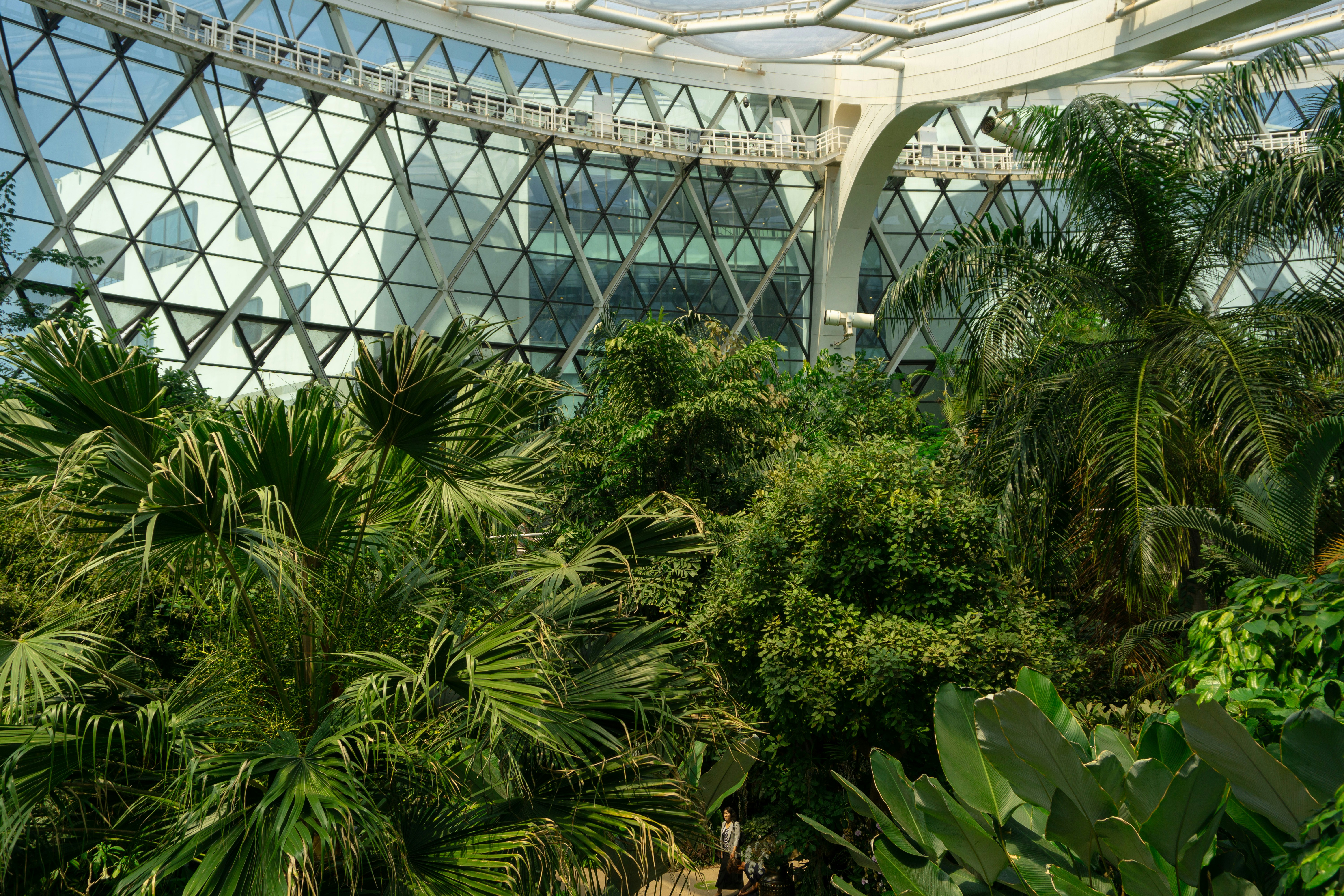uma vista do interior de uma estufa tropical