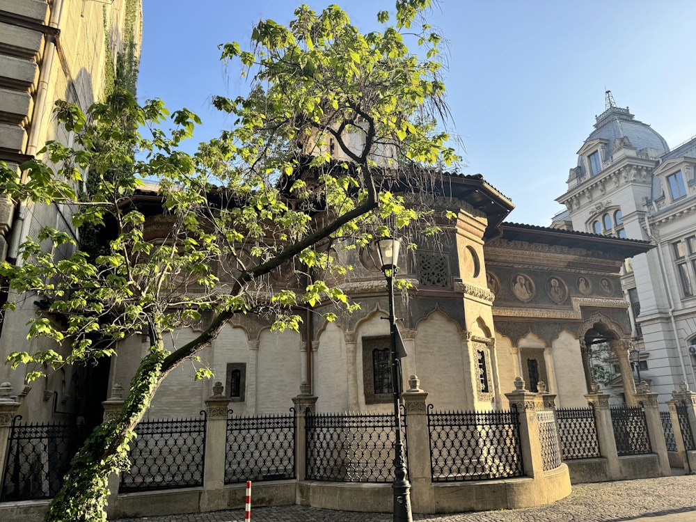 a tree in front of a building with a clock tower