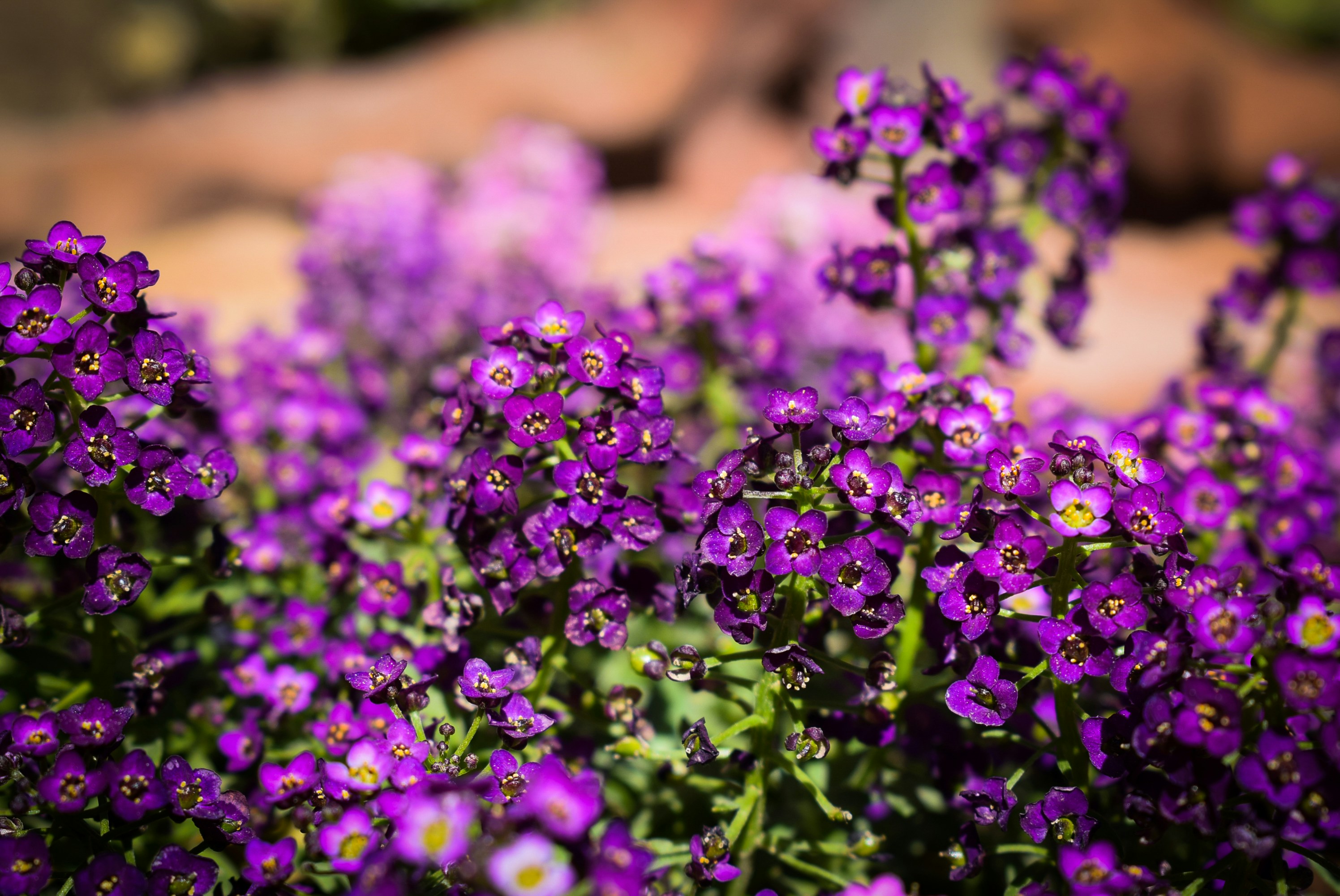 Photo by ezzasohail1