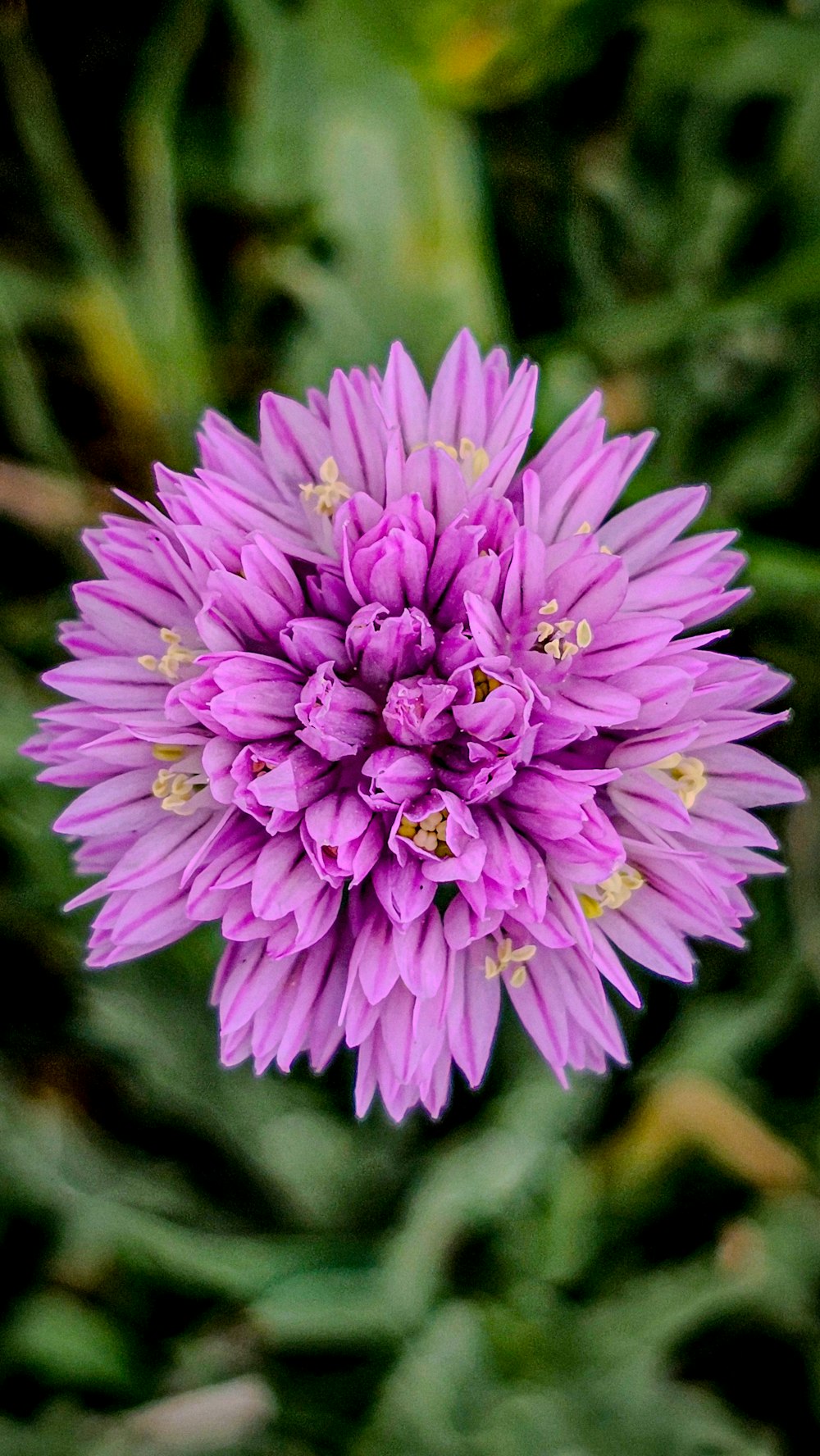 a purple flower with green leaves in the background