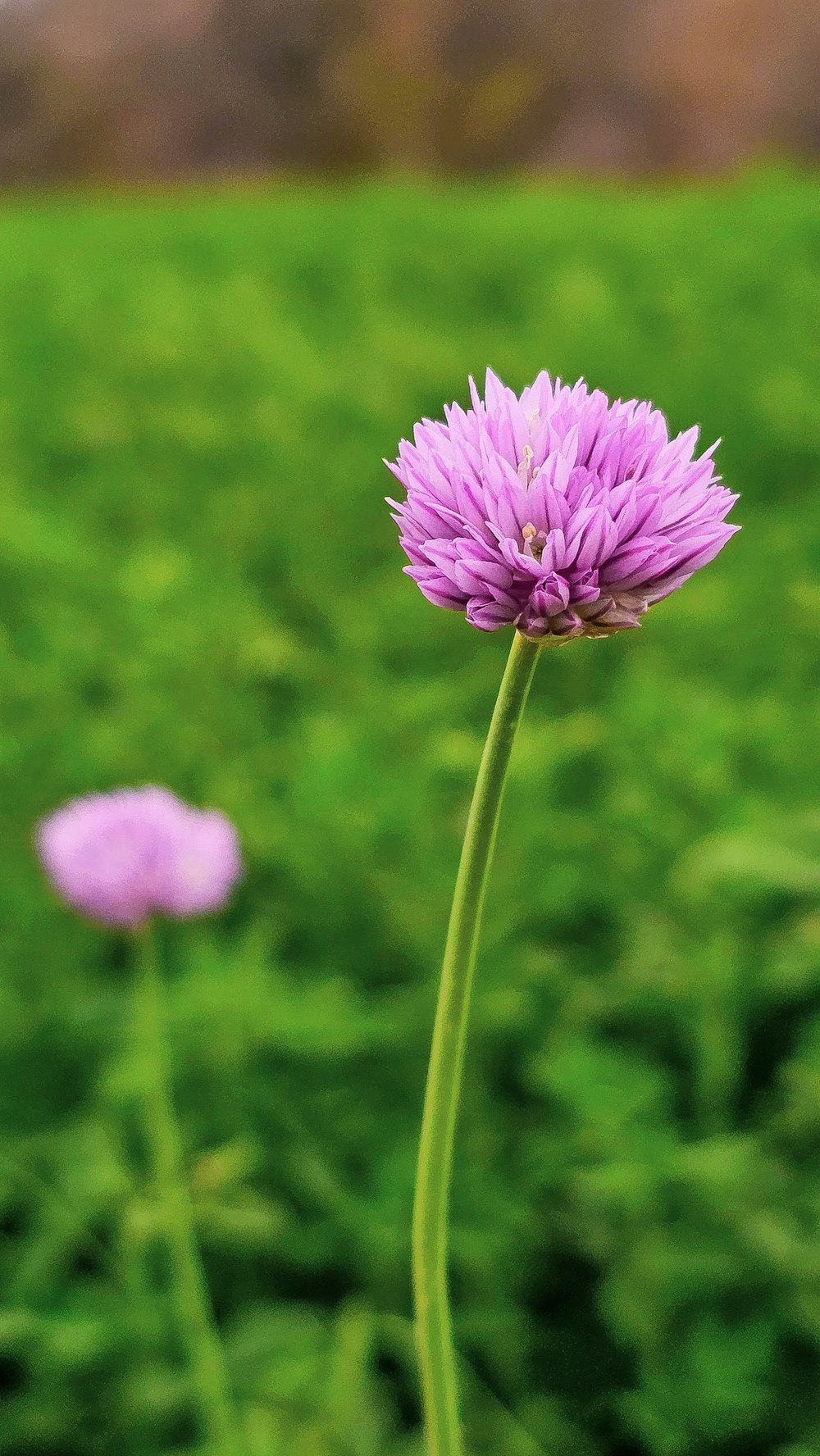 a purple flower in a field of green grass