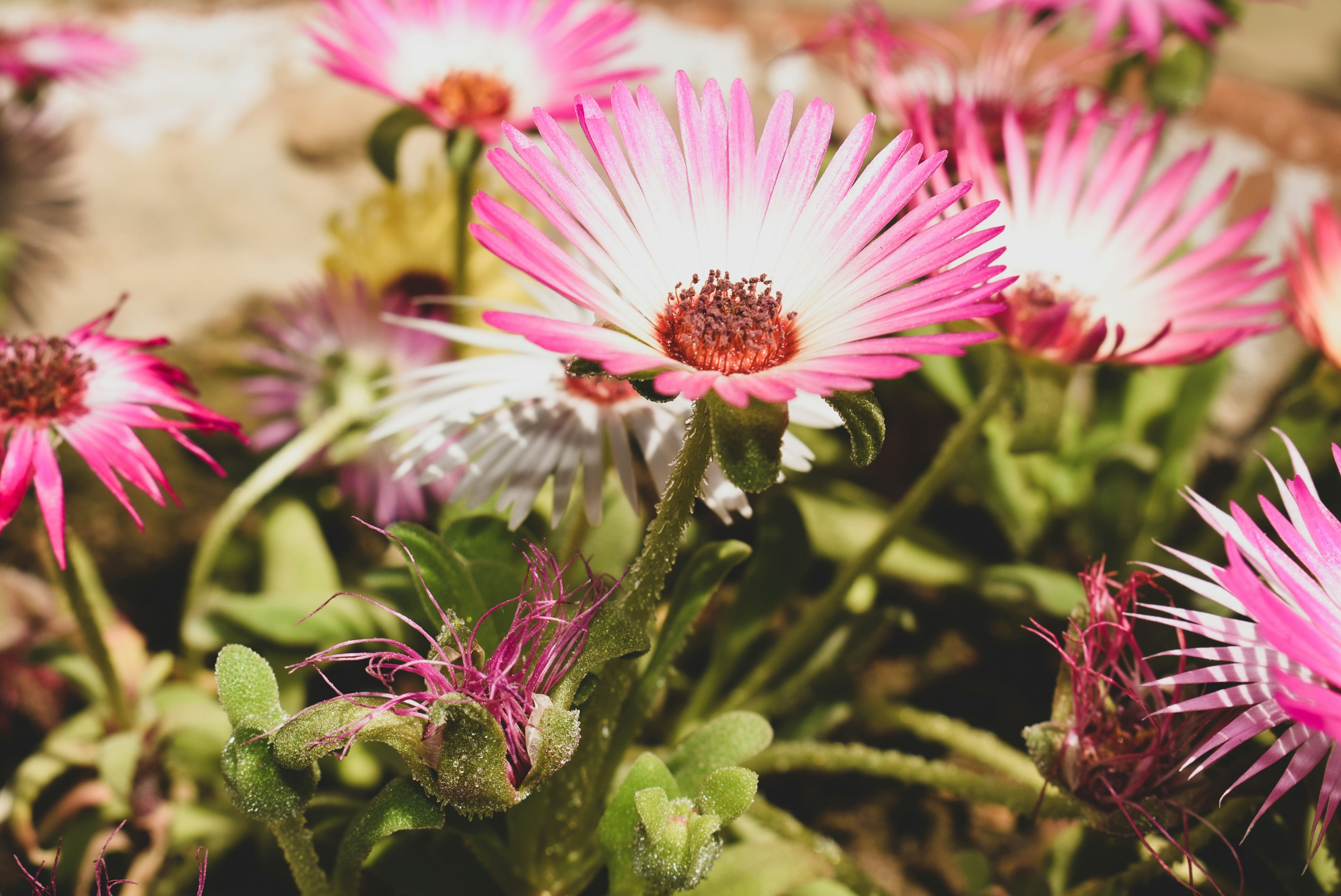 a bunch of pink and white flowers in a field