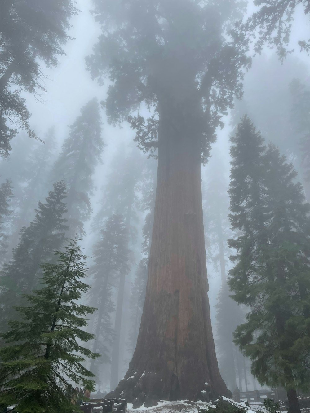 a large tree in the middle of a foggy forest